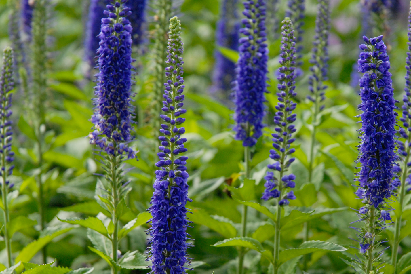 Sunny Border Blue Speedwell